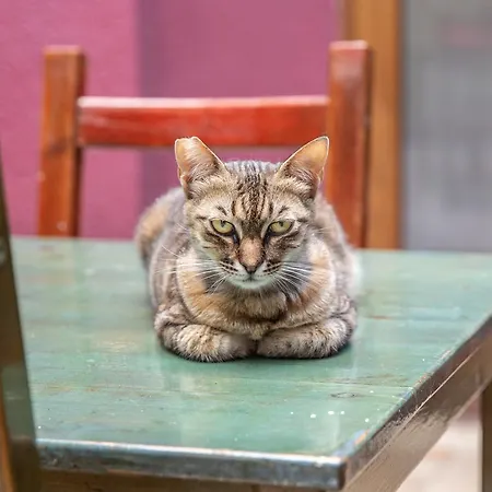 L'isola (adults Only) Heybeliada